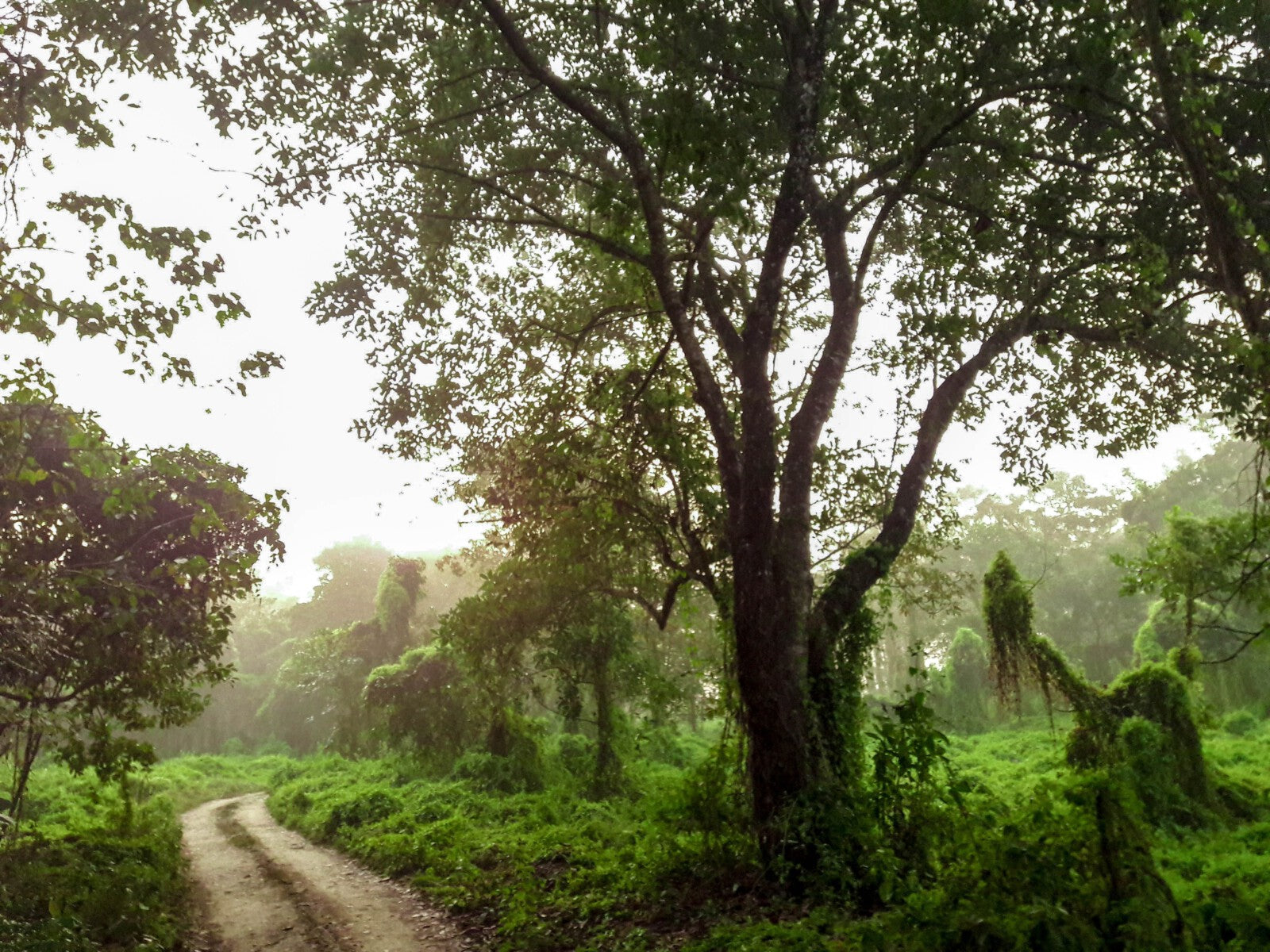 Biodiversity is good for chocolate and important for the environment