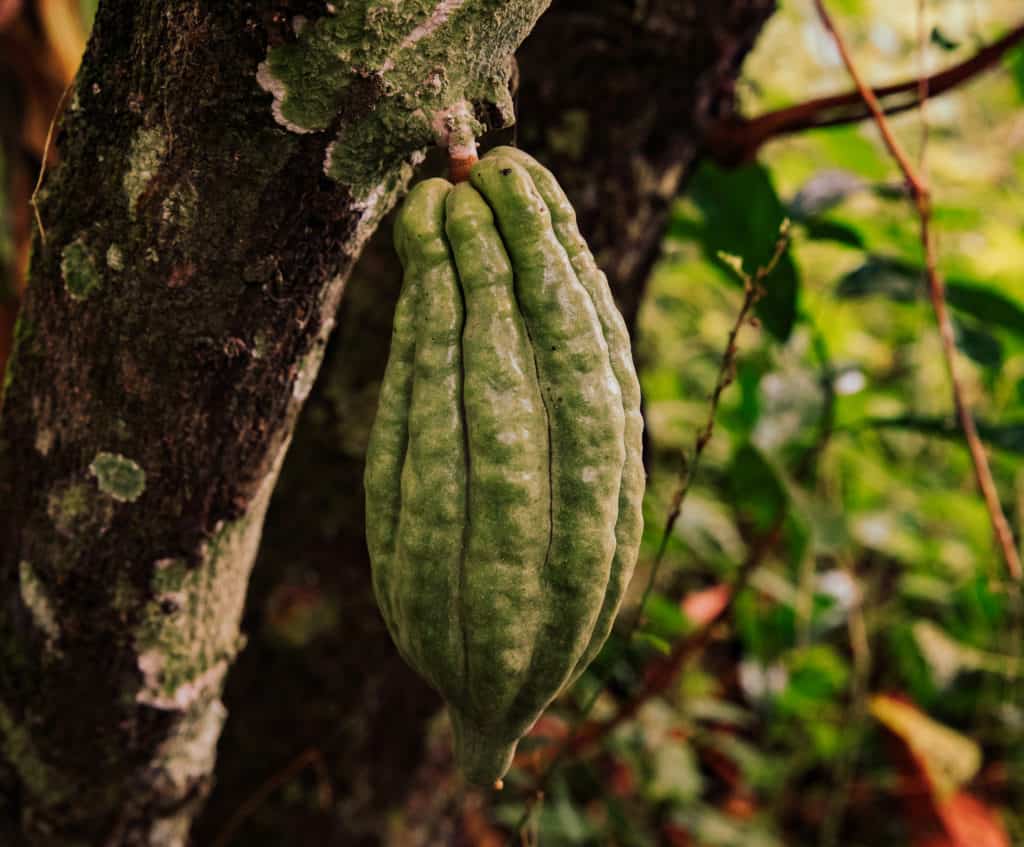 ursprungs-kakaos