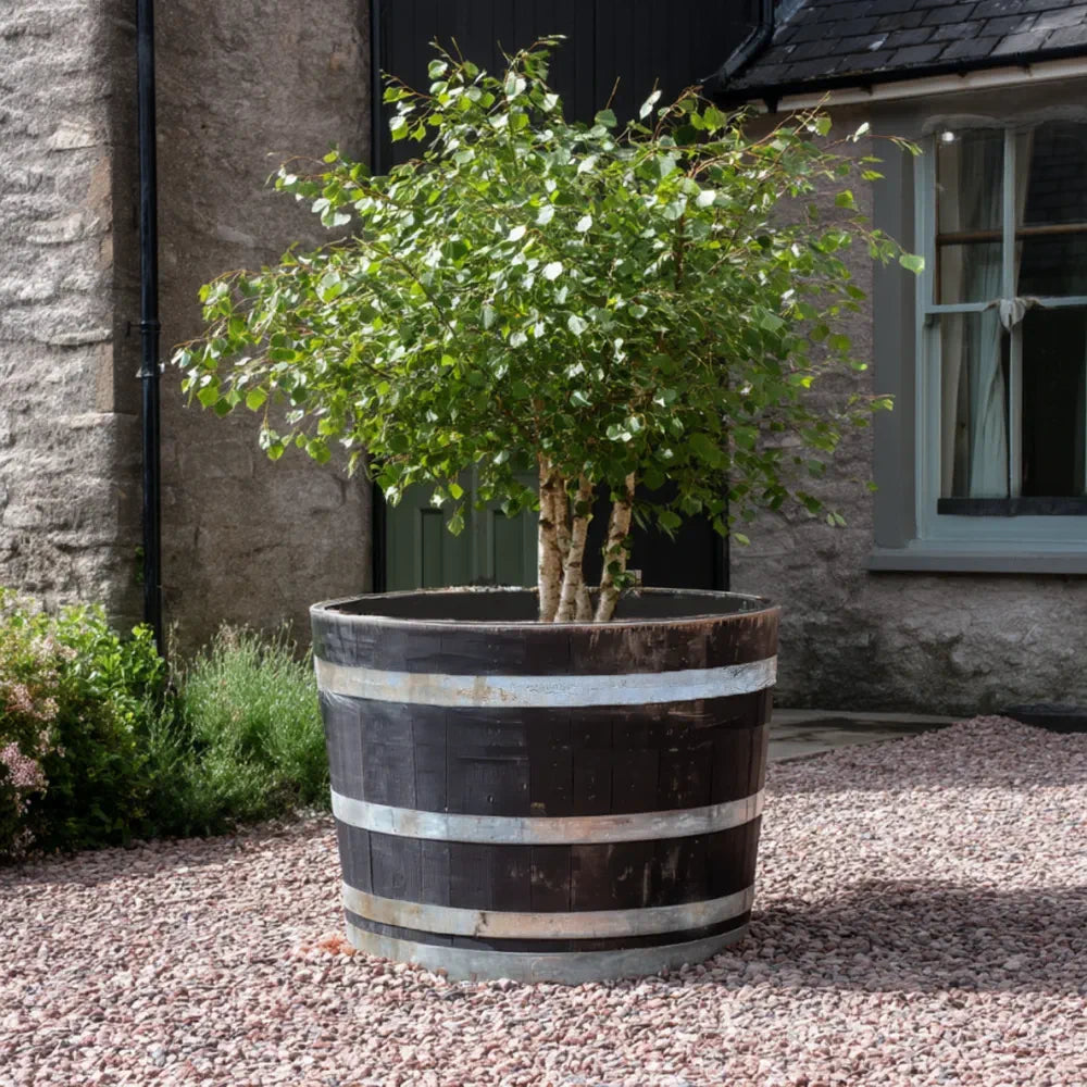 90cm Giant Scottish Silver Hoop Half Whisky Barrel Oak Tree Planter
