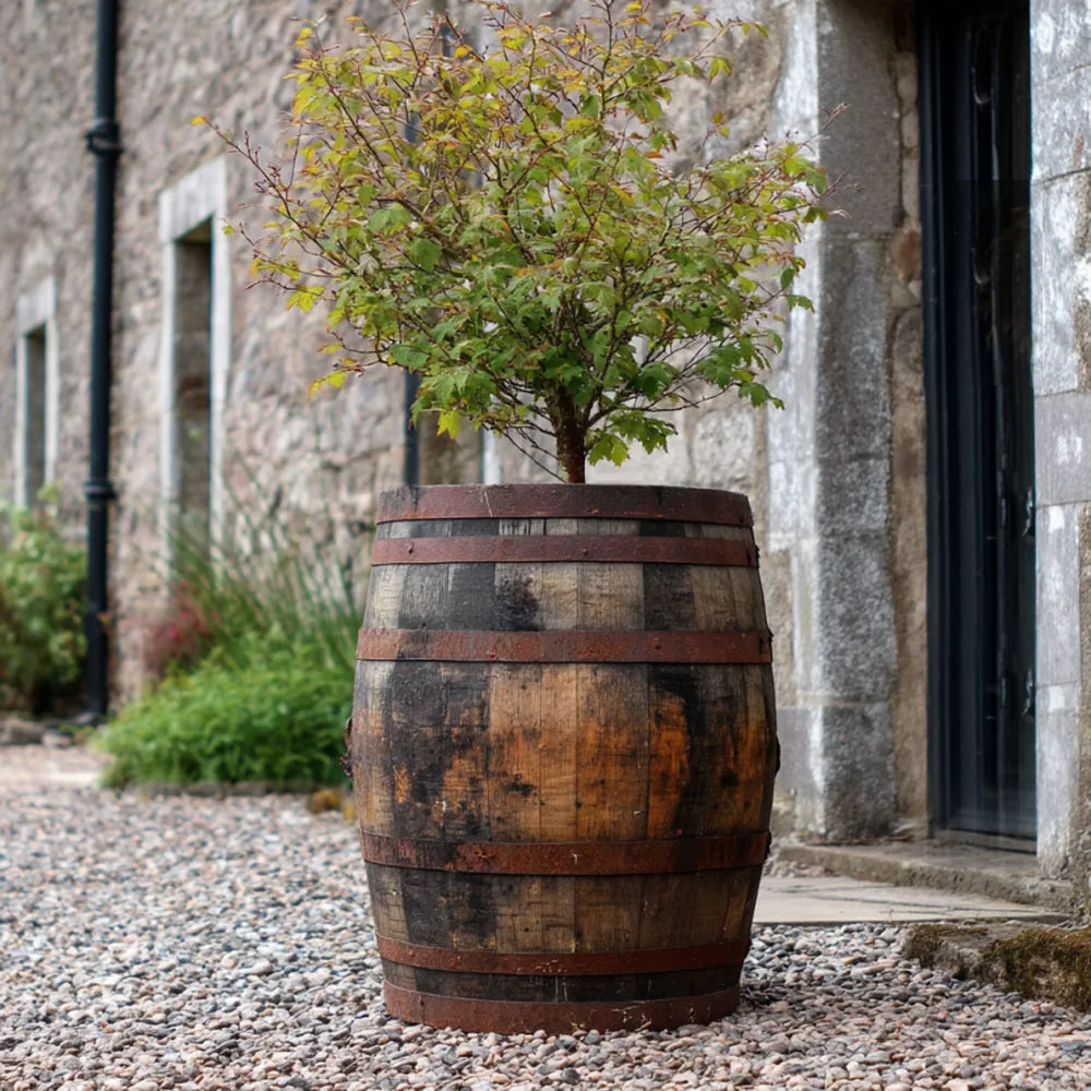 65cm Rustic Full Barrel Oak Tree Planter