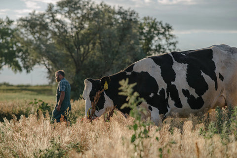 man and cow walking in a pasture in Denver, Colorado