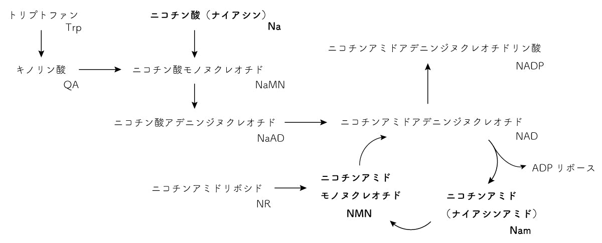 ナイアシンアミドとNMN周辺の生成物の流れ