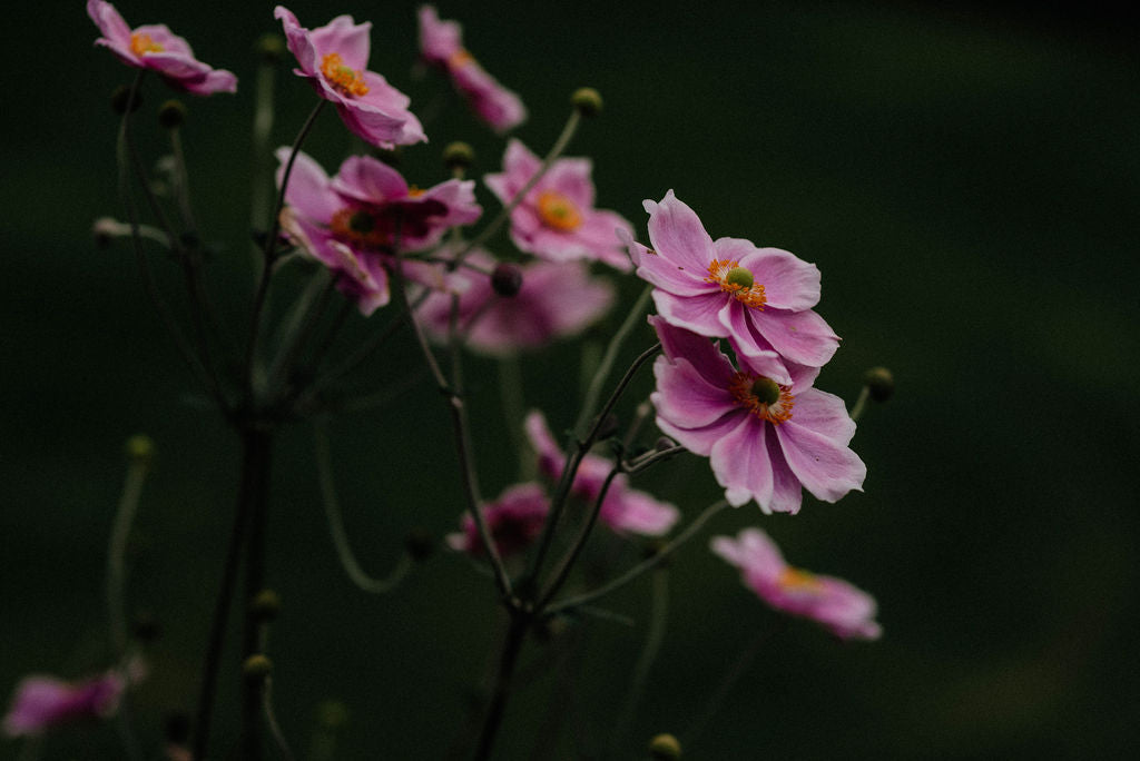 Spring Flowers | Slow Living | Flower Photography
