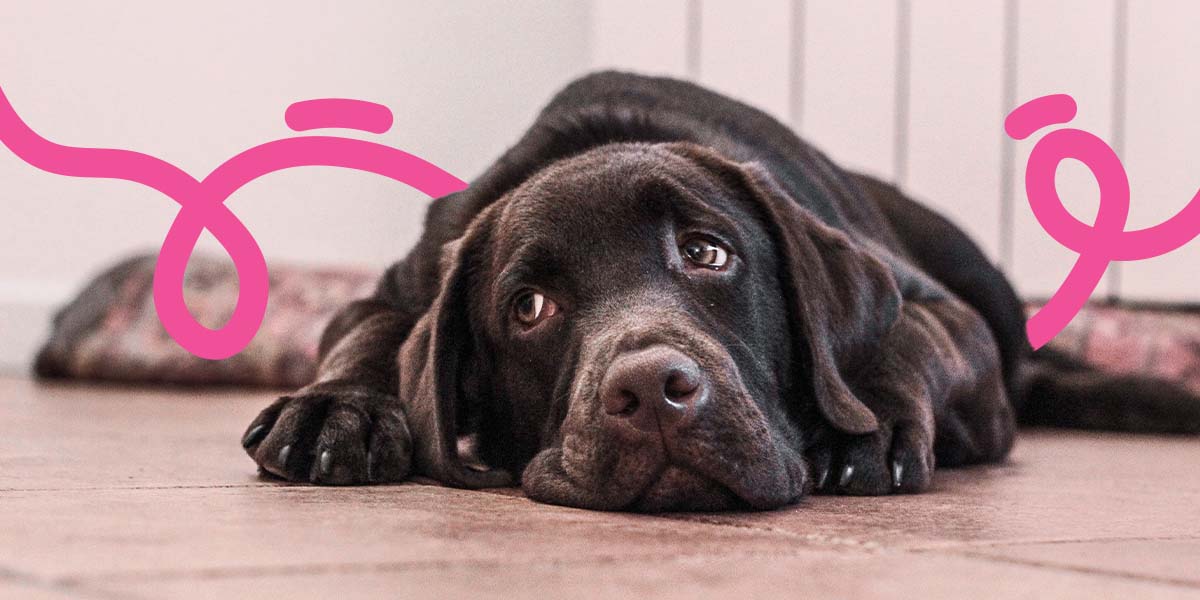 Suplementos Alimenticios para Perros