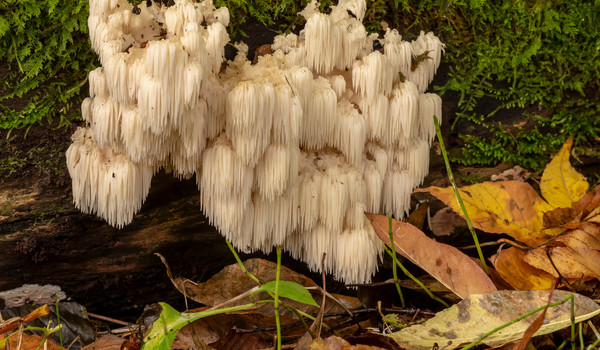 Lion's Mane Mushrooms