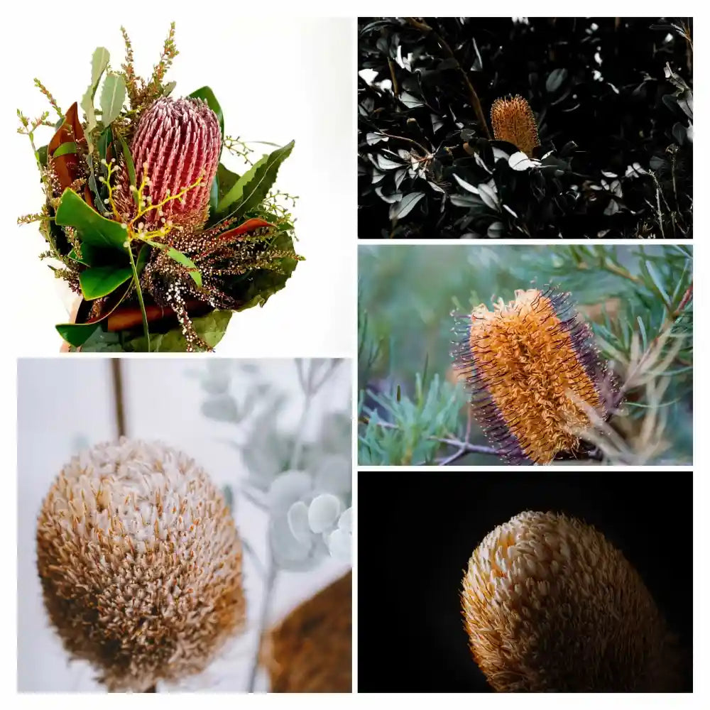 banksia collage