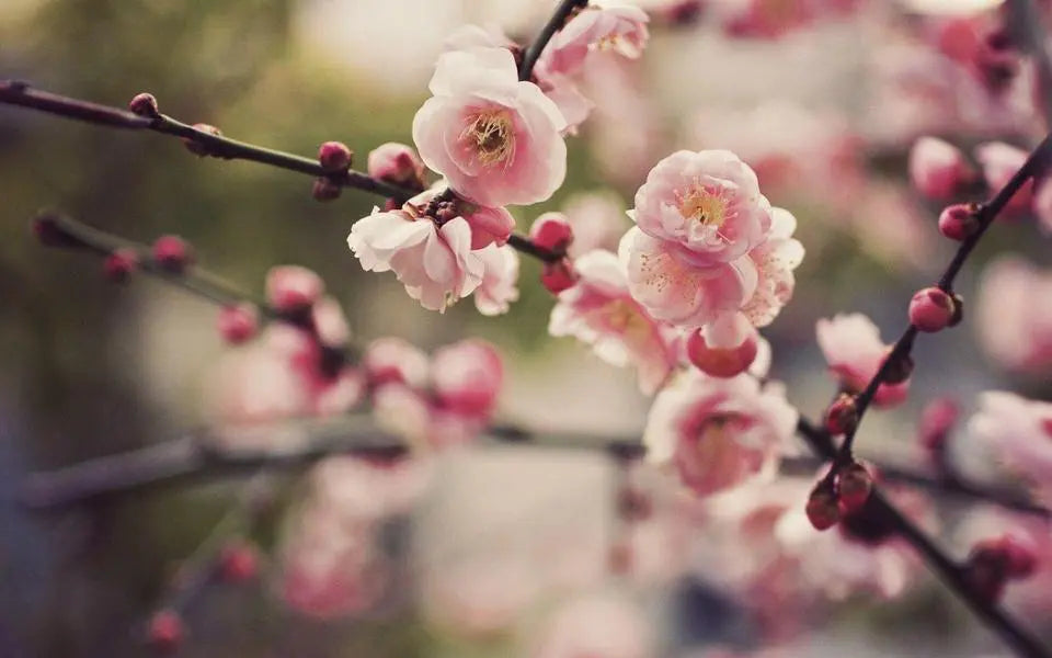 Fig and Bloom