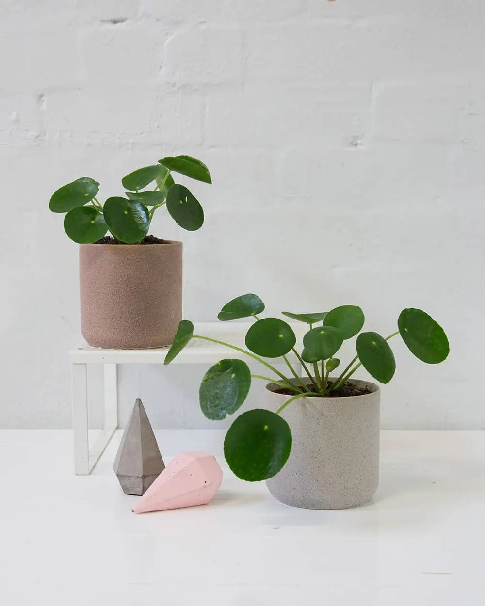 Chinese Money Plant (Pilea peperomioides)