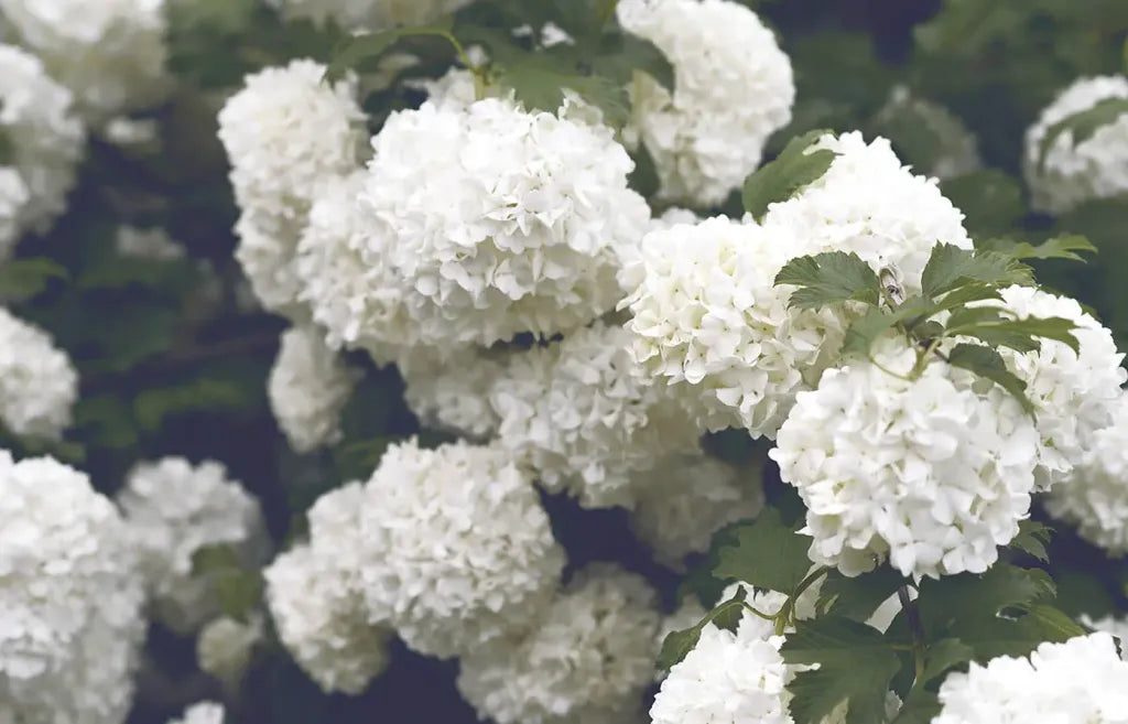 white hydrangea