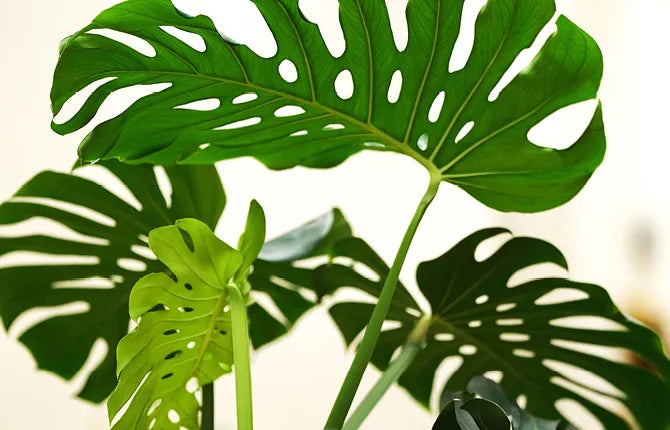 monstera deliciosa