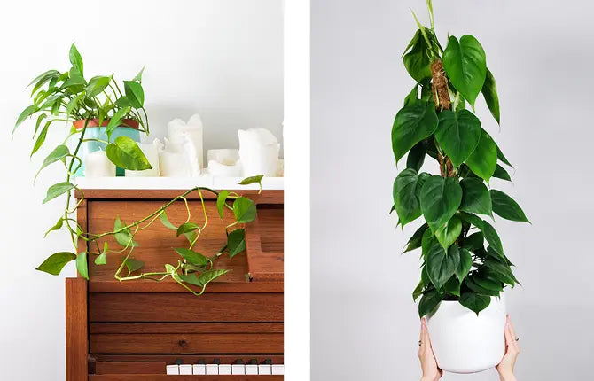 philodendron indoor plant