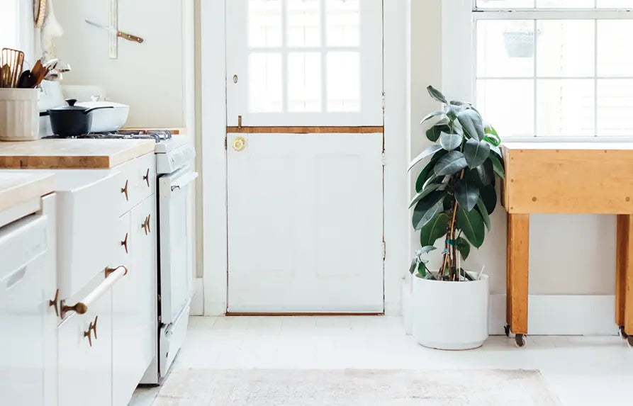 rubber plant in a kitchen