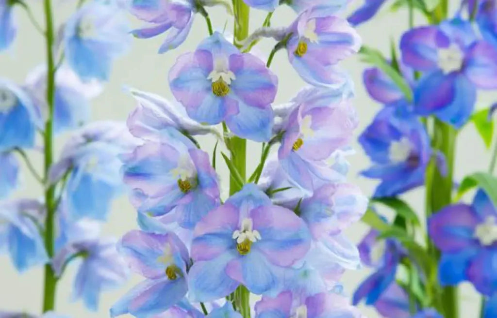 delphinium flowers