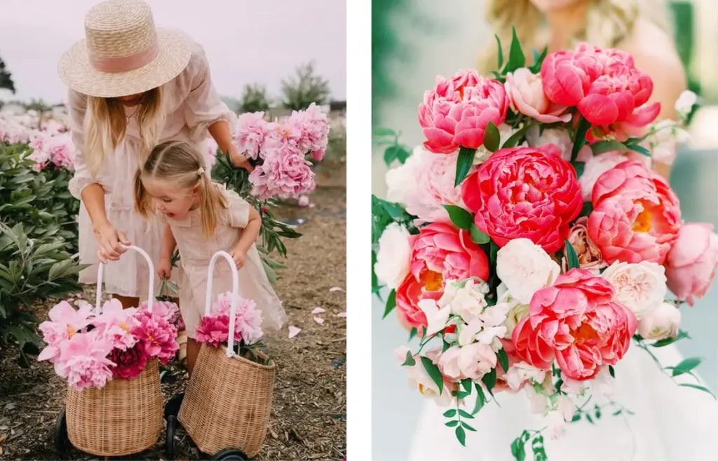 picking peonies from the garden