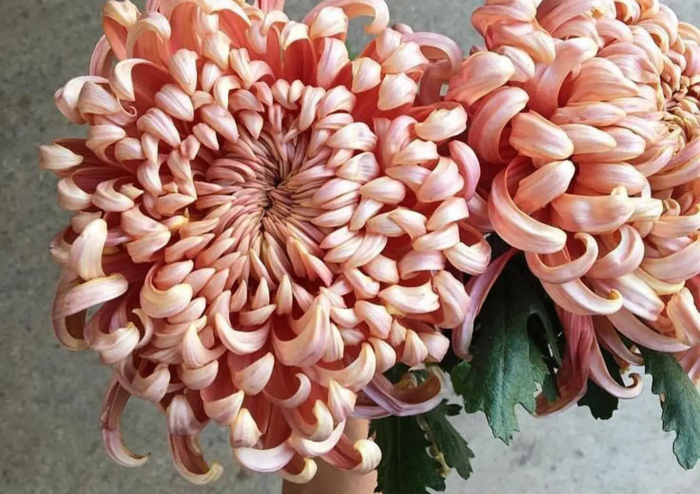 chrysanthemum