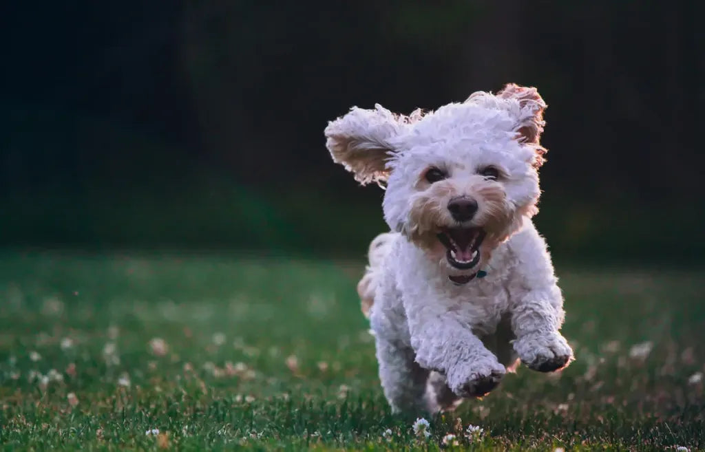 dog running on grass