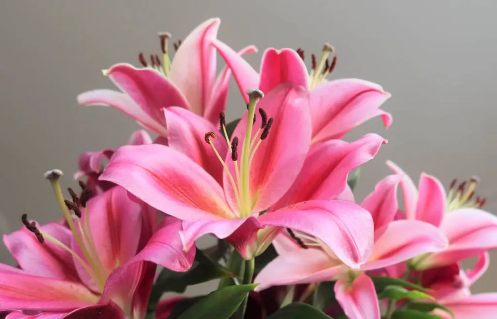 pink lilies