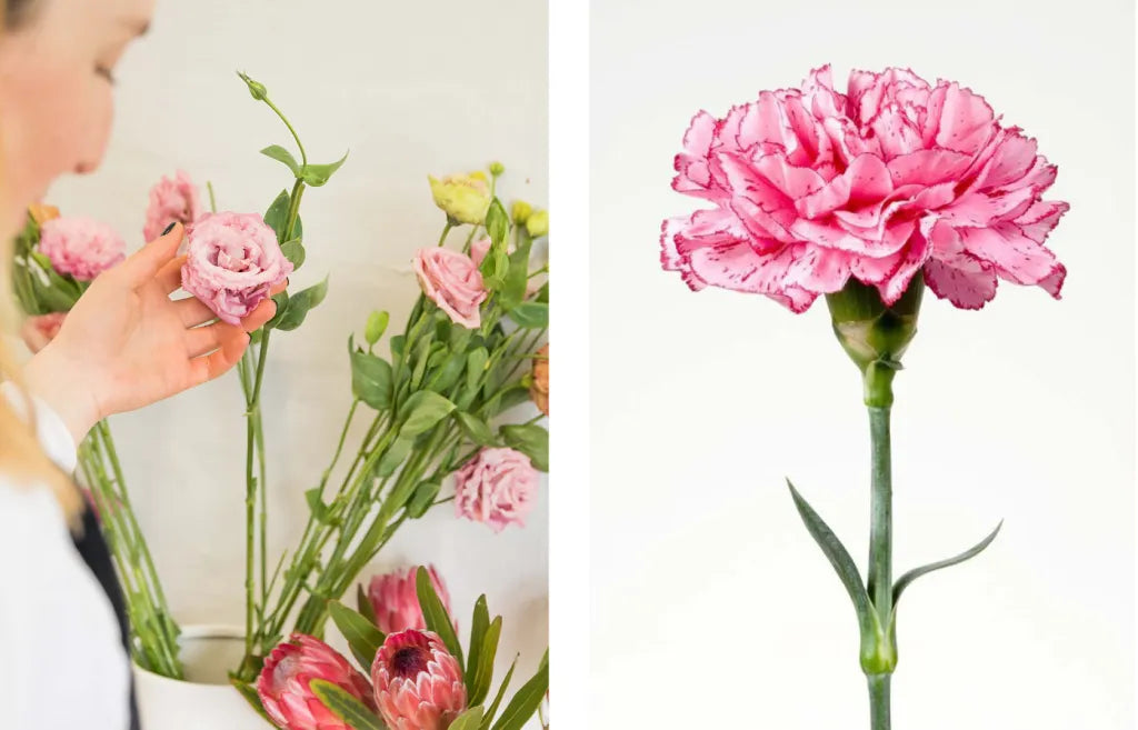 pink carnation and pink lisianthus