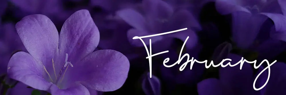 February birth flower banner