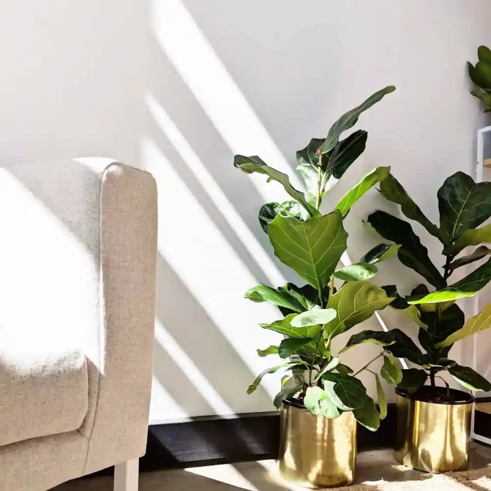 Fiddle leaf fig (Ficus lyrata)