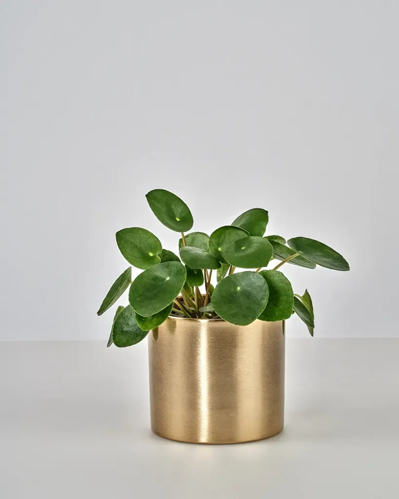 chinese money plant