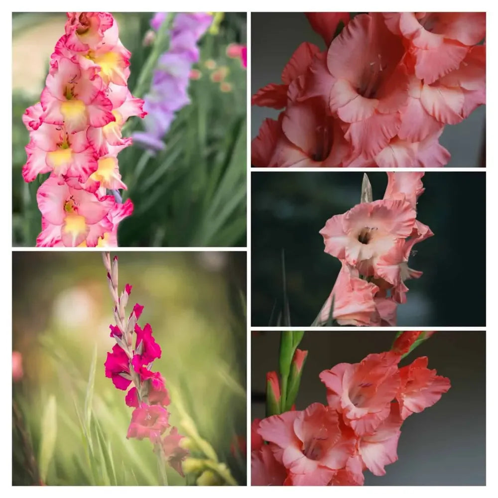 gladioli collage