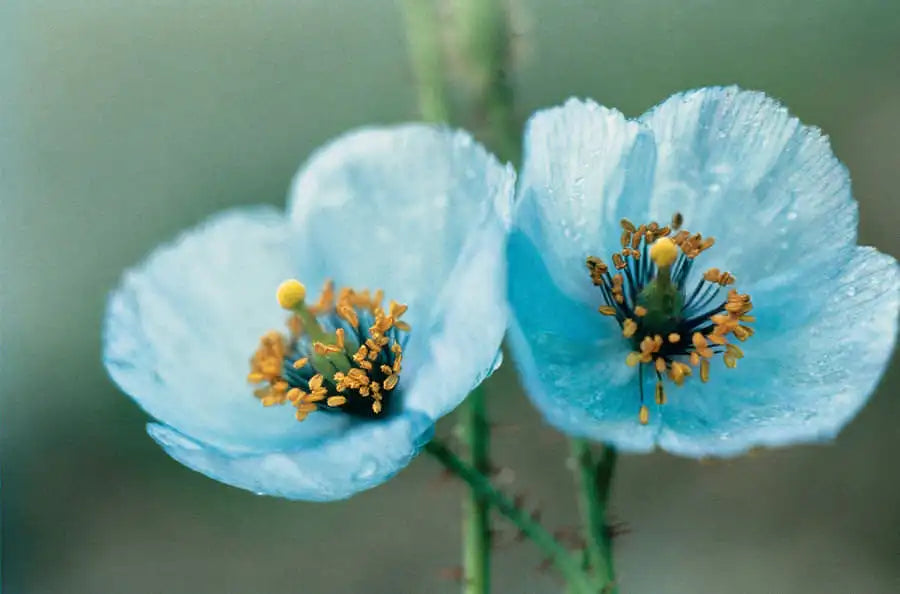 Himalayan Blue Poppy