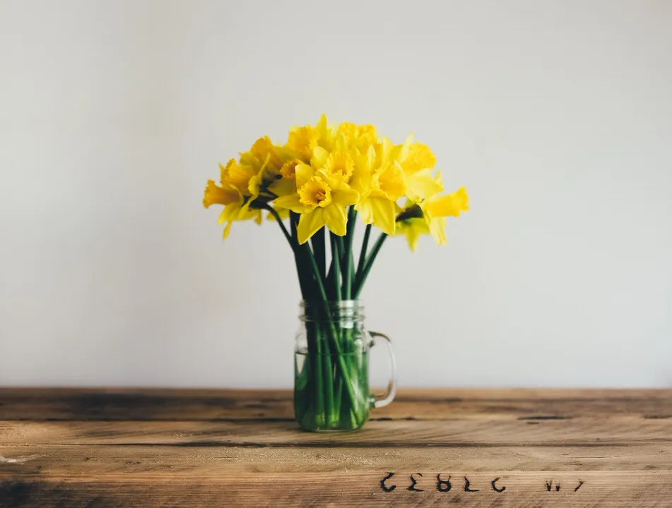 Daffodil flowers in a vase