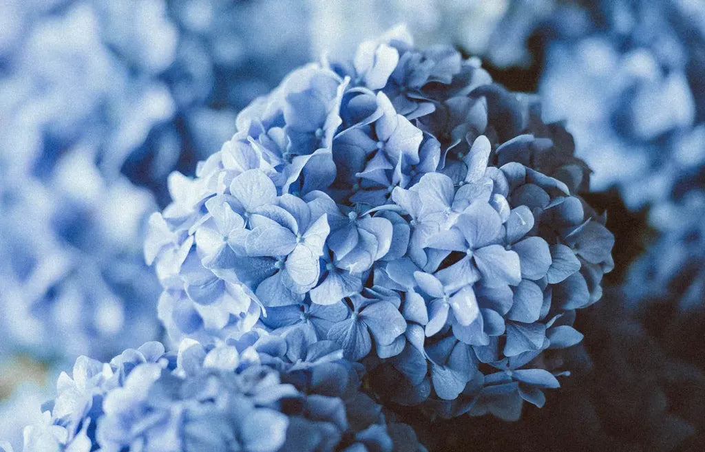 blue hydrangea