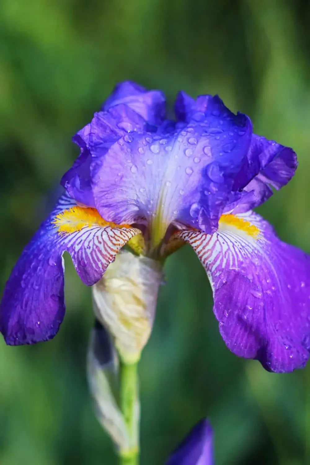 Iris