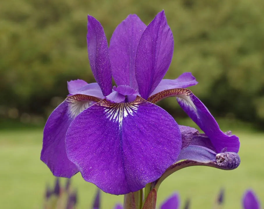 Iris