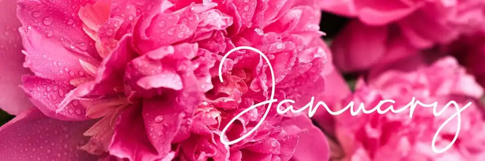 January birth flower banner