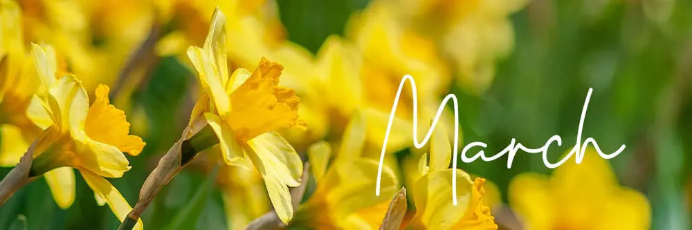 March Birth Flower