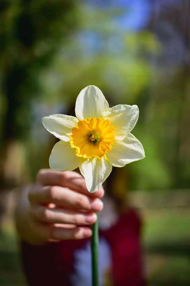 paperwhites