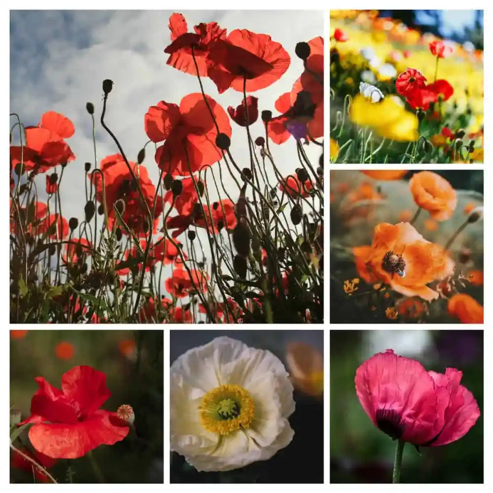 poppies collage