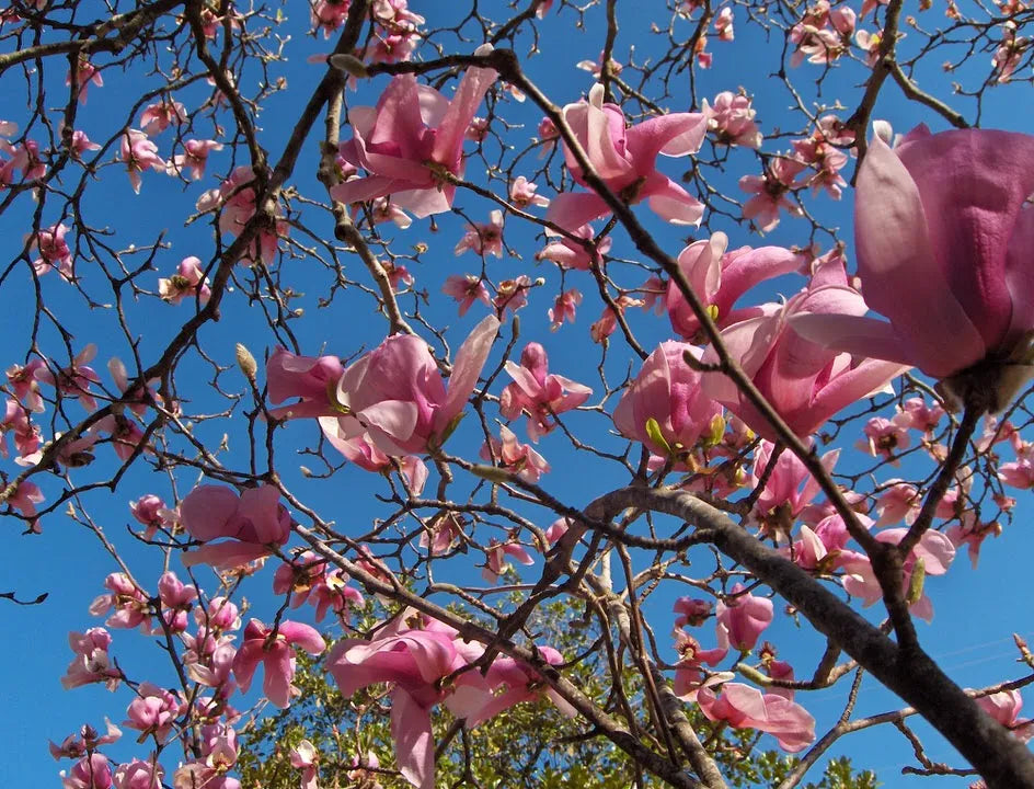 Saucer Magnolia