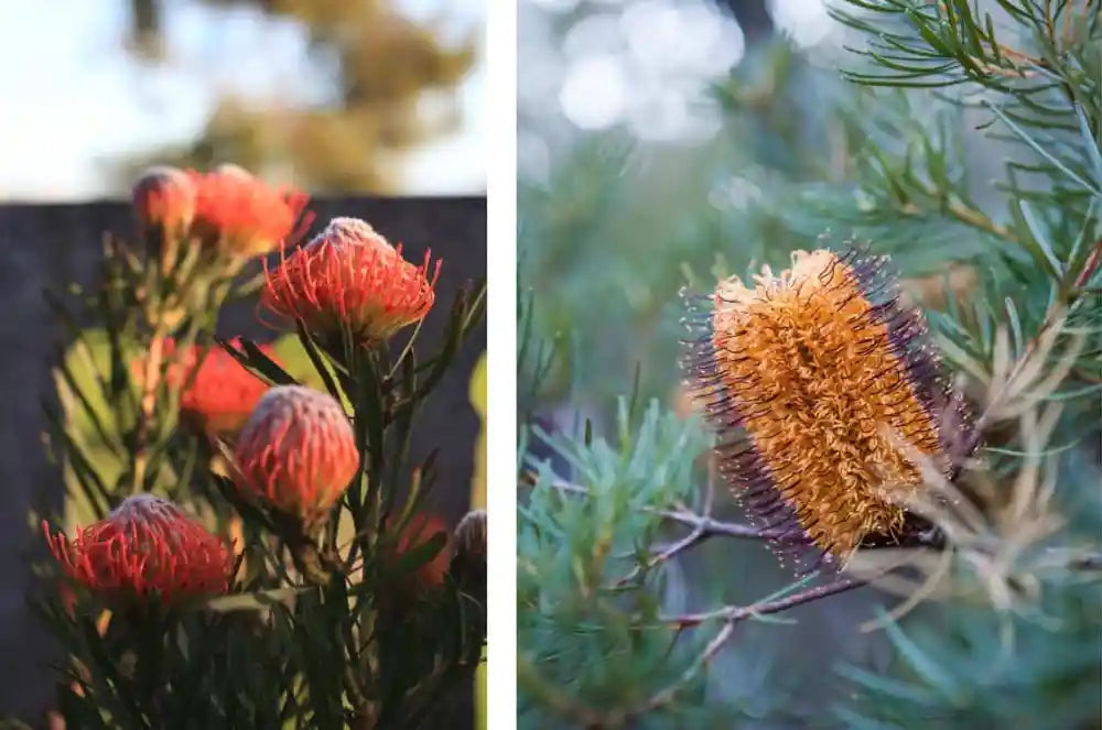 native flowers banksia and pin cushion
