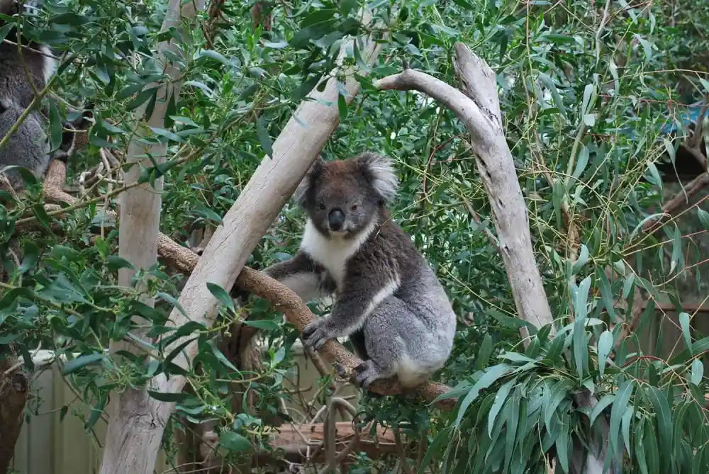 koala in a gum tree