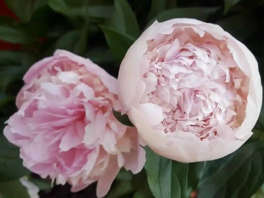 peonies