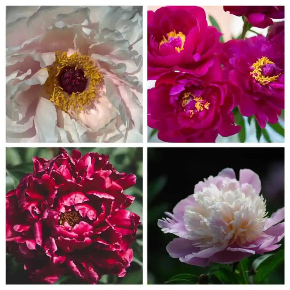 peonies photos