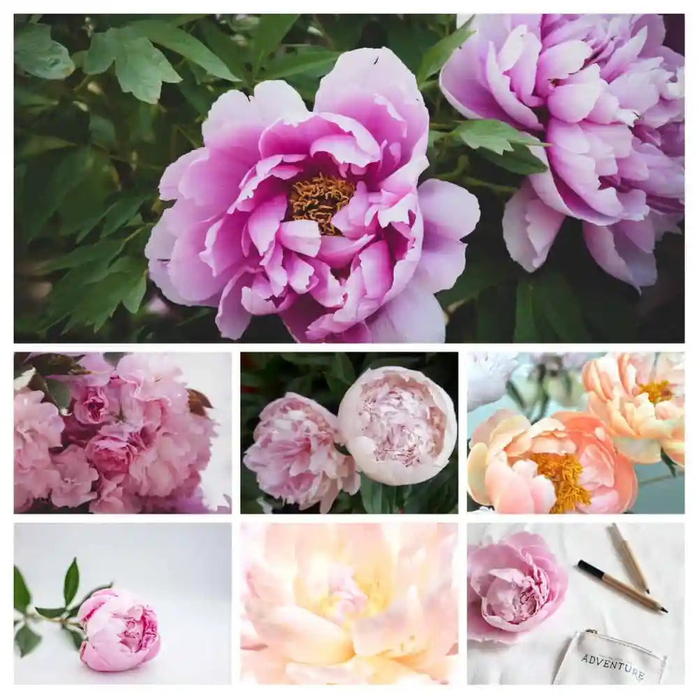 peonies photos