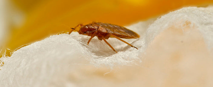 bed bugs on mattress español