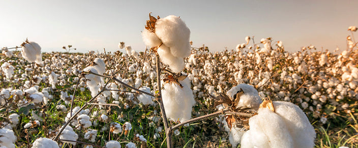 What is Egyptian Cotton? Everything You Need to Know