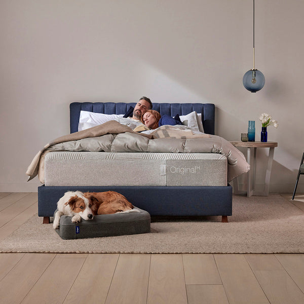 Casper Dog Bed In Bedroom With Dog Laying On It