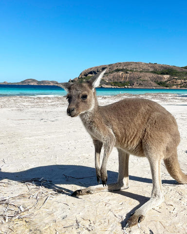 Kangaroo, Lucky Bay WA