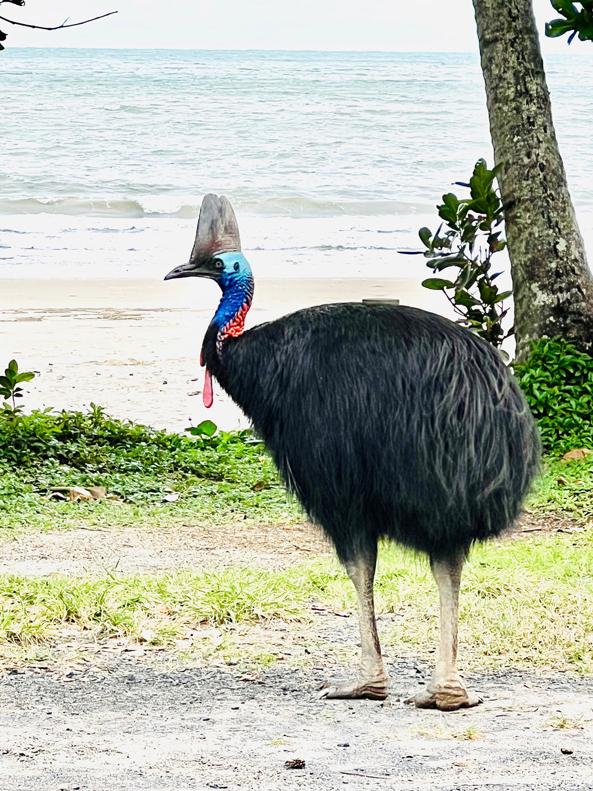 Cassowary at Etty Bay Campaign Destination in Tropical North Queensland