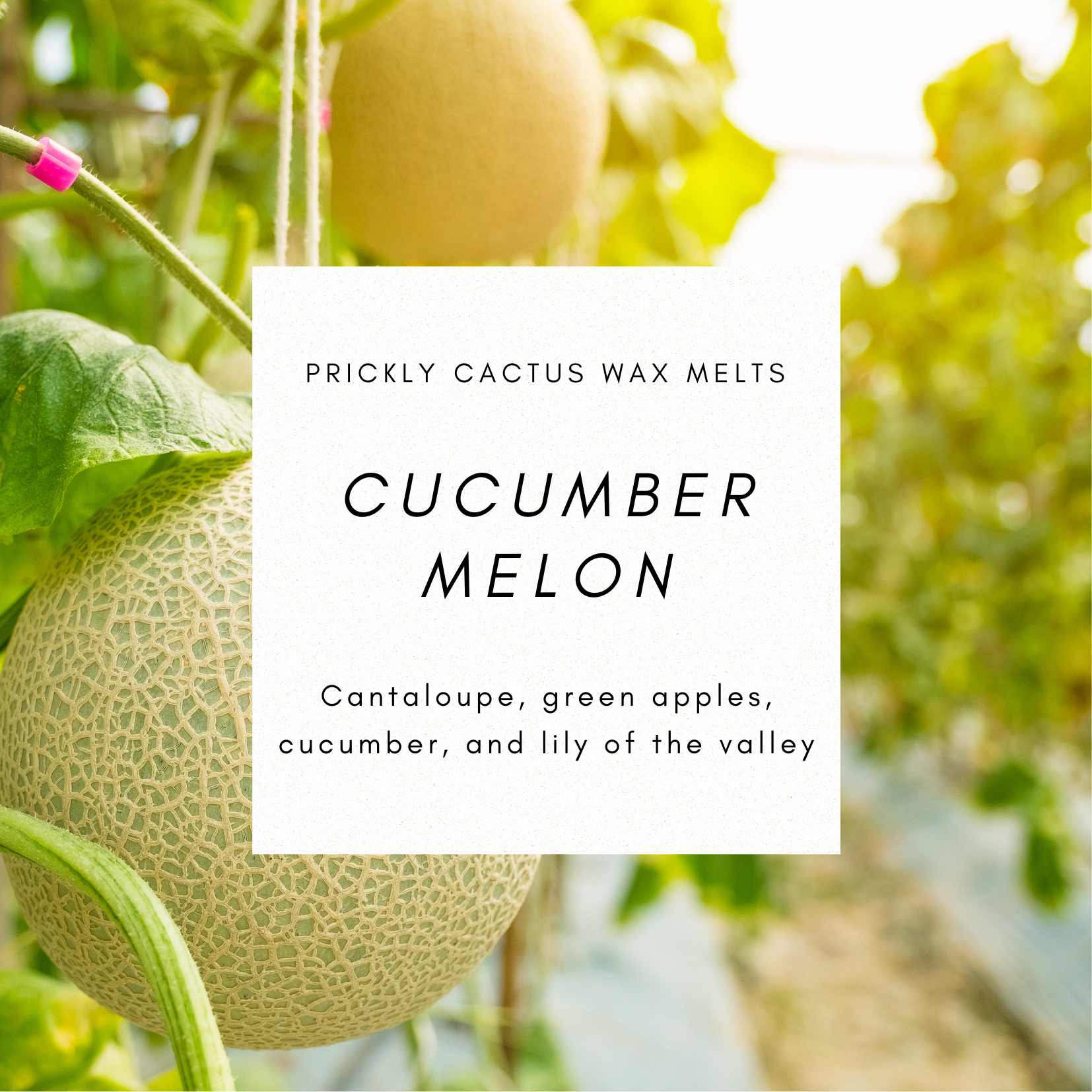 Cucumber Melon