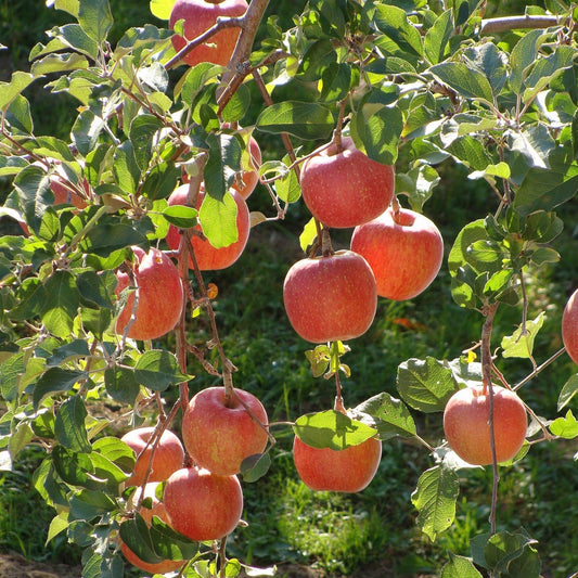 Cortland Apple — Roots to Fruits Nursery