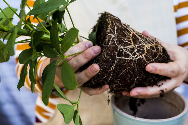 Blue Nest Beef Potted Plant