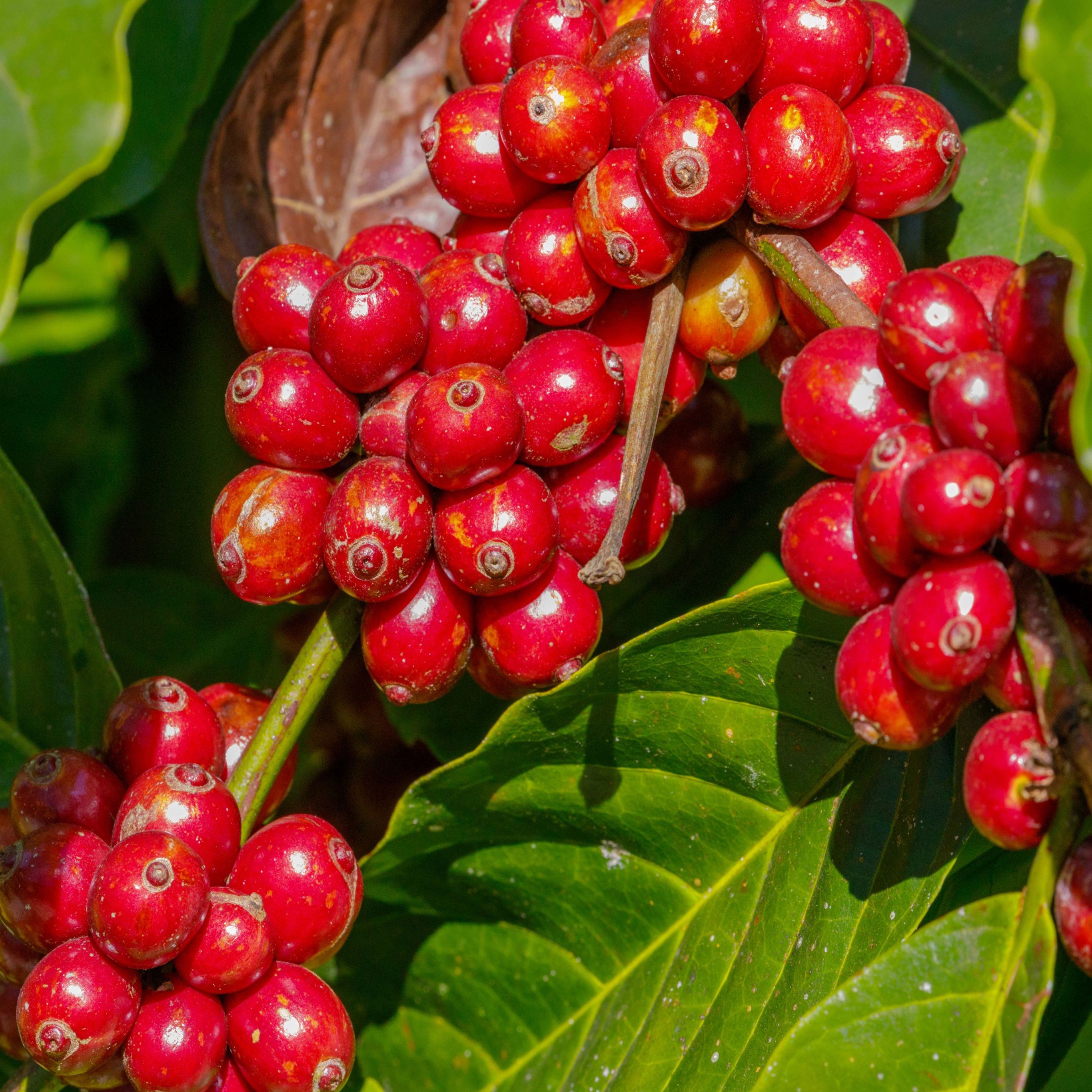 Coffee fruit/seed